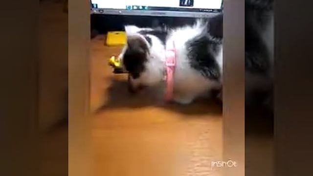 Скрытая камера наблюдение за котенком ♥♡♥♡♥ смотреть онлайн