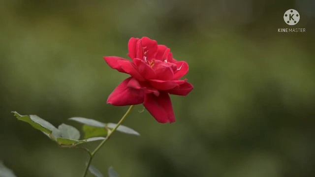 New_nepali_lok_dohori_song_2021 смотреть онлайн