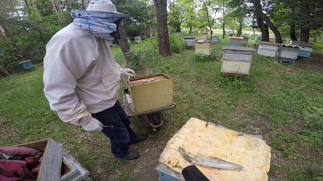 ПОДСАДКА НЕПЛОДНЫХ ПЧЕЛИНЫХ МАТОК В ОТВОДКИ. смотреть онлайн