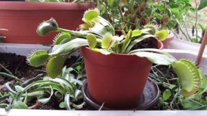 Хищник на подоконнике - ВЕНЕРИНА МУХОЛОВКА. Всё о содержании и уходе.