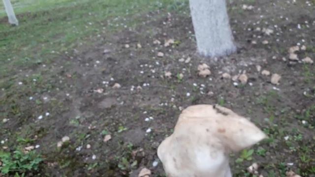 грибы весна сад смотреть онлайн