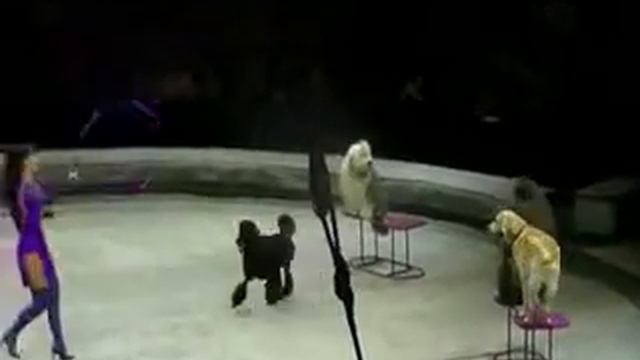 Шоу "ЭМОЦИ И...." Клоунское трио А и Дрессированные собаки смотреть онлайн