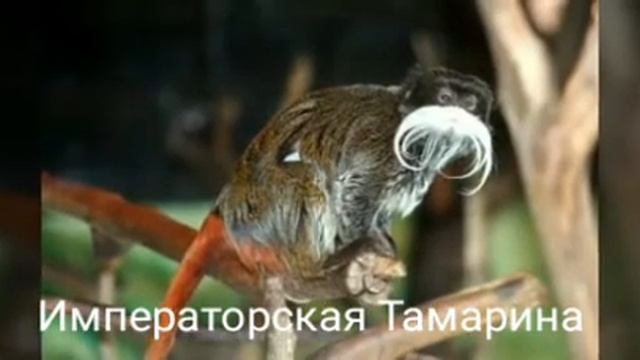 Императорская Тамарина интересная информация. смотреть онлайн