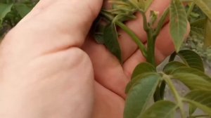 Низкорослый грецкий орех Иван Багряный, Кочерженко от Walnuts Broker