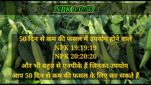 NPK 0:0:50 FERTILIZERS || POTASSIUM SULPHATE || WATER SOLUBLE FERTILIZER FOR DRIP IRRIGATION || NPK смотреть онлайн