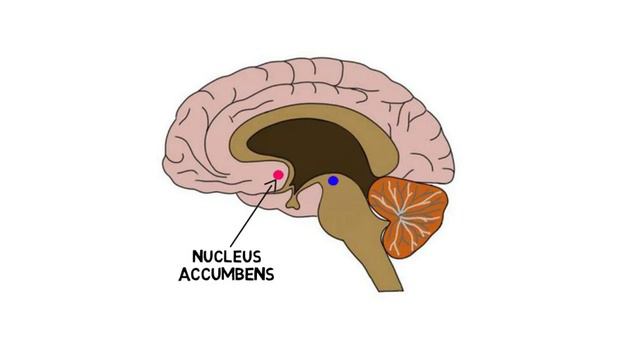 2-Minute Neuroscience: Nucleus Accumbens