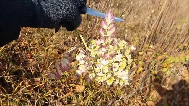 Осень... Лес... Грибы и Я смотреть онлайн