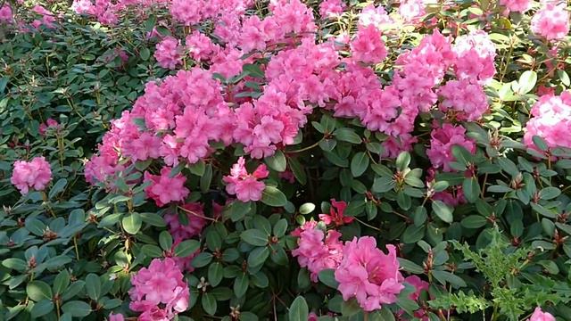 Rhododendron hybrid смотреть онлайн