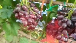 Торнадо Калугина-виноград который можно садить в ряды.