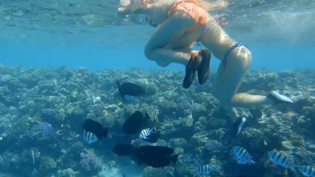 Египет 2021 Отель Fun&Sun Smart Seti Sharm Отзыв туриста смотреть онлайн