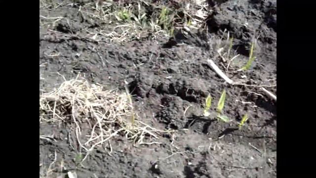 ВСХОДЫ КУКУРУЗЫ смотреть онлайн