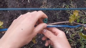 Виноград : многоразовые подвязки