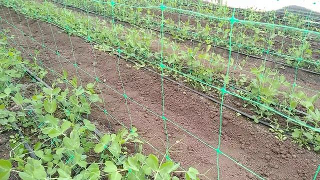 Как начинает кустится горох??? смотреть онлайн