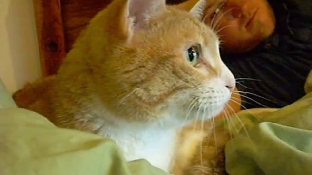 GULP my cats reaction to the Angry Demon Cat Video смотреть онлайн
