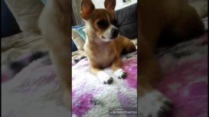 Как приучить щенка к ошейнику.
