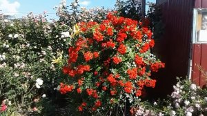 почвопокровные розы  скарлет мейдилант, зе ферри, ларисса, питомник роз полины козловой rozarium.bi