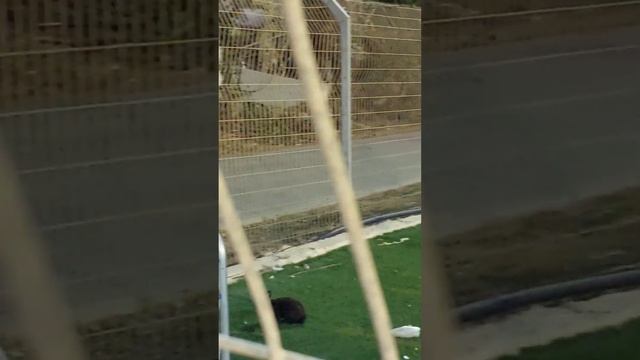 Кролик на футбольном поле смотреть онлайн