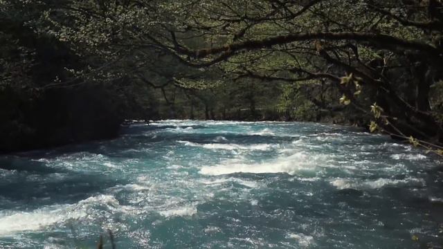 В благодарность за своё спасение лось затоптал подонков, угрожавших бедной бабушке! смотреть онлайн