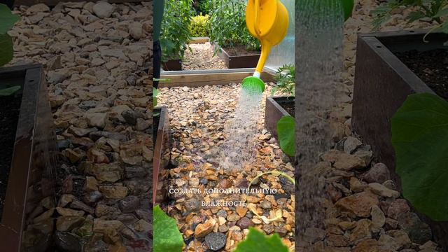 ЖАРА. ПОВЫШАЕМ ВЛАЖНОСТЬ В ТЕПЛИЦЕ. смотреть онлайн