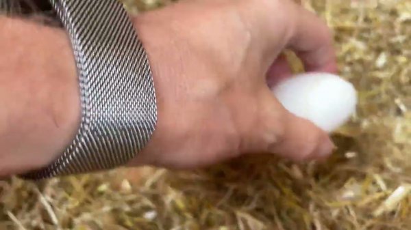 Garden Chicken Coop UK - Pets Imperial Chicken Coop - First egg laid