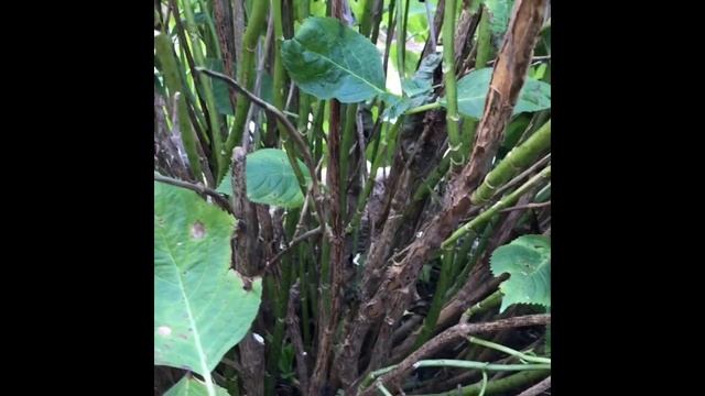 Cercospora Leaf Spot Fungus on Hydrangea смотреть онлайн
