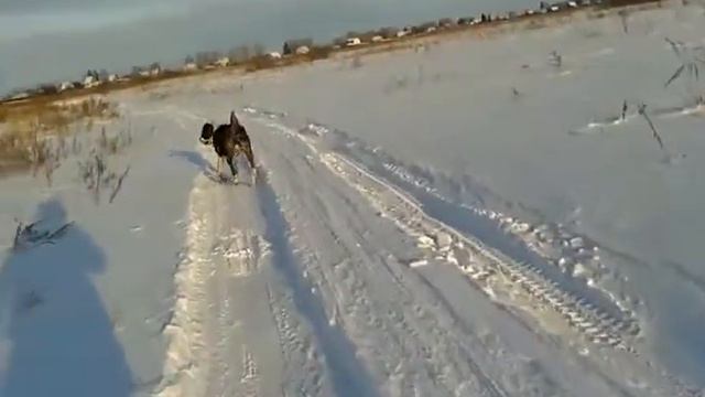 Алабай 1 год и 2 месяца на прогулке смотреть онлайн