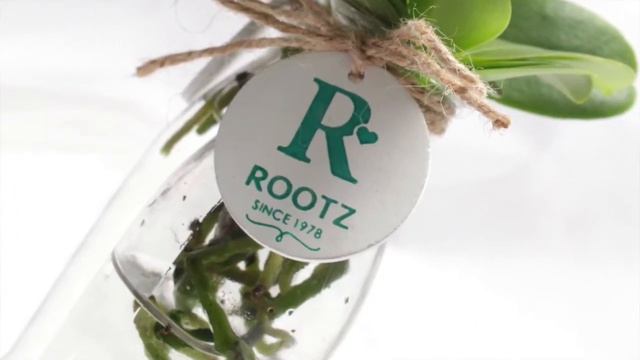 Rootz - VG Orchids смотреть онлайн