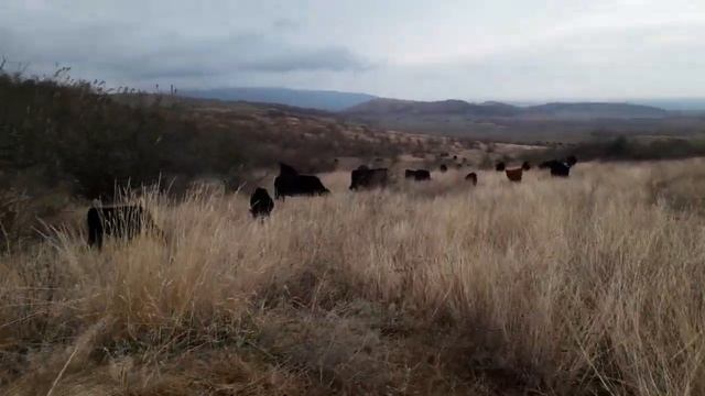 Осеннее пастбище смотреть онлайн