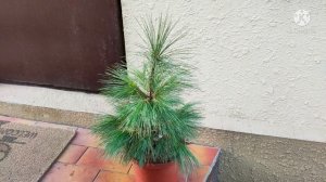 Купила мечту-сосна Шверина Витхорст