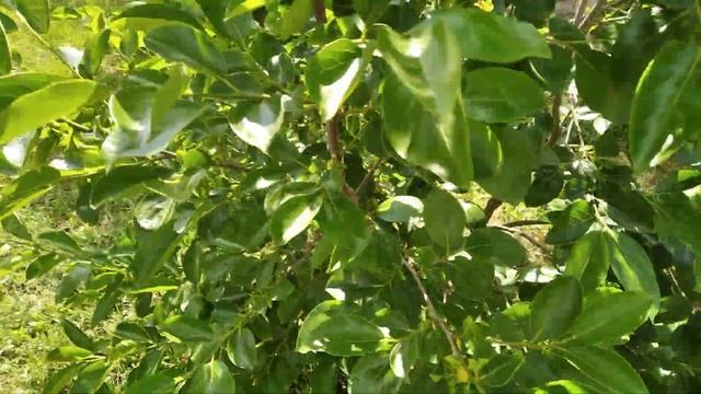 Хурма Никитская бордовая и ее выращивание смотреть онлайн