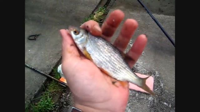 Рыбалка в Икше.wmv смотреть онлайн