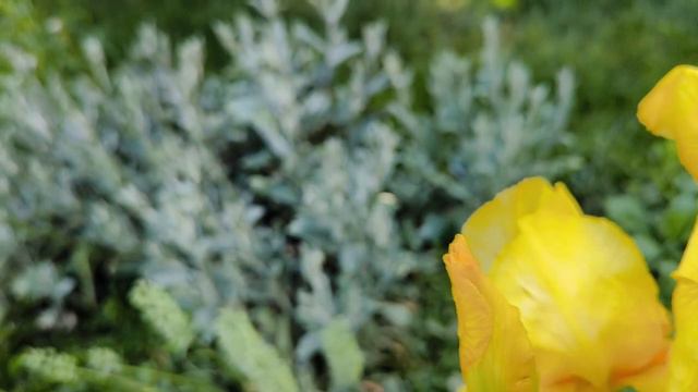 Live your Life - Otis Taylor I Живи своей жизнью - Отис Тейлор смотреть онлайн