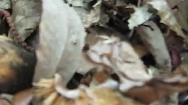 boletus aereus di castagno смотреть онлайн