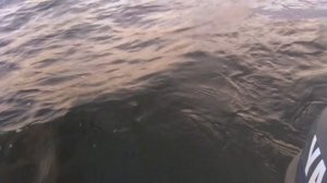 лодочный мотор yamaha 4AFHS (4 л.с. 4 такта)