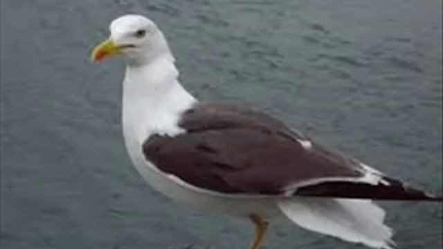 Gaviotas (playa)- Efecto de sonido смотреть онлайн