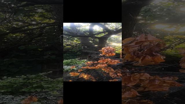 Охота за ногами.mp4