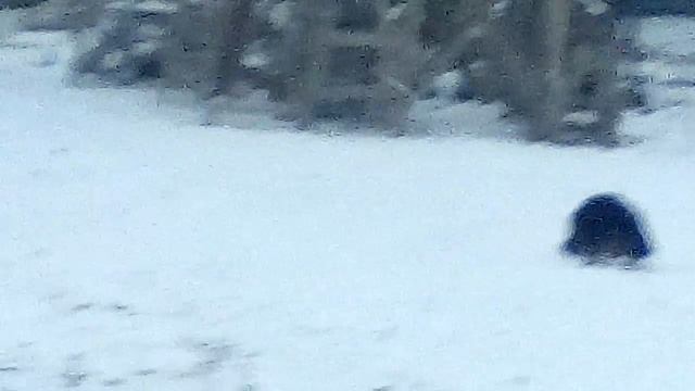 Как собака ловит крыс смотреть онлайн