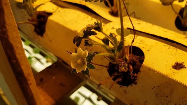 КЛУБНИКА И МАЛИНА В КЛИМАТИЧЕСКОЙ КАМЕРЕ смотреть онлайн