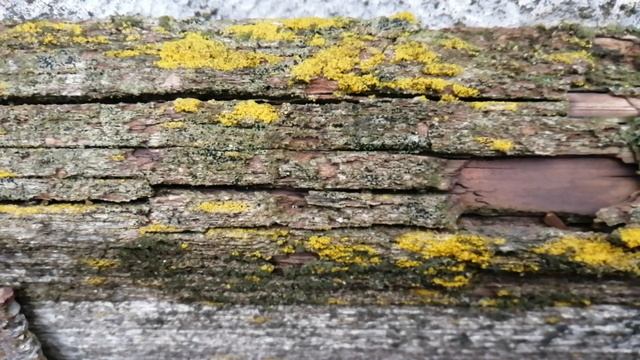 Что происходит с НЕОБРАБОТАННЫМ ДЕРЕВОМ на улице смотреть онлайн