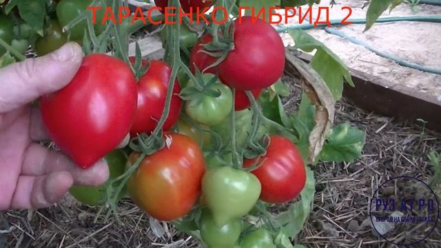 Томат Тарасенко Легенда и Гибрид 2 (обзор) смотреть онлайн