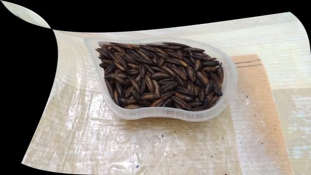 Диабет. Кофе ☕ из косточек ? фиников. Простой рецепт вкусного и целебного кофе без кофеина (coffee) смотреть онлайн