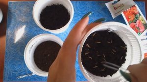 Посев герберы в домашних условиях. Экспериментируем с посевом. ч.1.