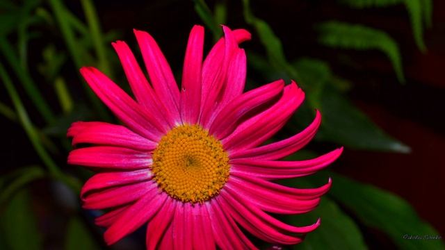 Цветы в моем саду. смотреть онлайн