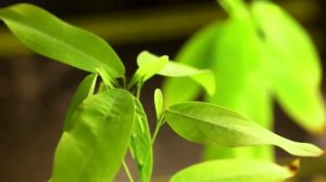 Танцующее растение Codariocalyx motorius