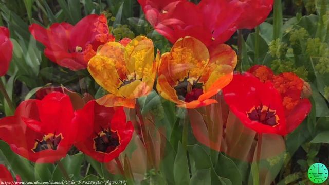 Пение птиц  избавляет от тревог и улучшает настроение/Звуки природы/Birdsong/Sounds Of Nature/Relax
