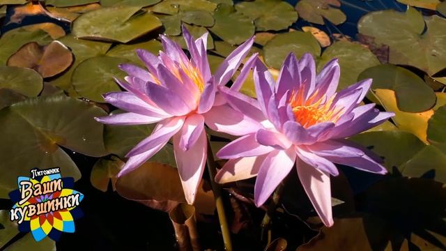Нимфея Purplelucent (Светящийся фиолетовый) кувшинка, waterlily, водные растения, пруд смотреть онлайн