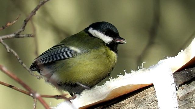 А где же хвост??? Синица без хвоста смотреть онлайн