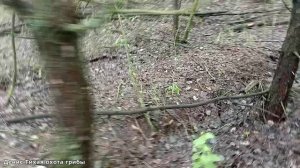 Подосиновик белоножковый, маслята и луговые опята