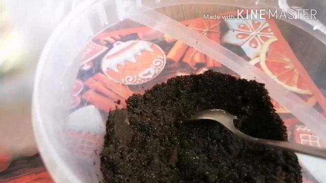 Сажаю педилантус/Корни педилантуса/Что стало с педилантусом после обрезки смотреть онлайн