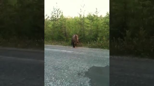 Медведь на дороге смотреть онлайн